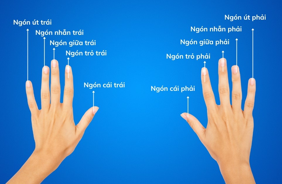 Vị trí và tên gọi các ngón tay trên bàn tay